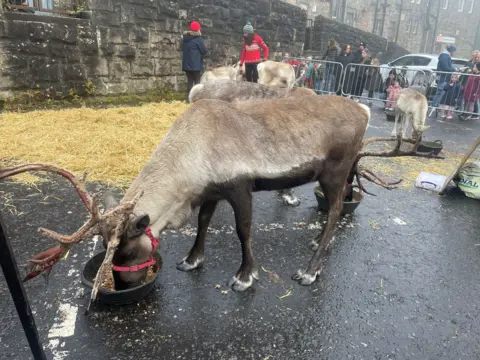 One Kind A reindeer stands in a car park in an urban area, with straw scattered on the road behind it. It is eating from a black bucket. There are other reindeer behind and a fence, with children lined up on the other side of it.