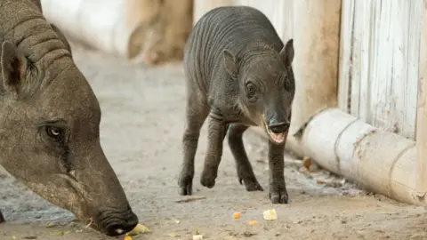 Chester Zoo A babirusa and its piglet at Chester Zoo