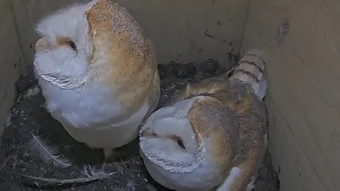 A screenshot of a live stream showing two barn owls 