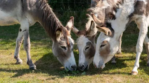 A picture of three donkeys grazing on grass. They are brown and white in colour.