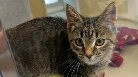Image of a tabby kitten