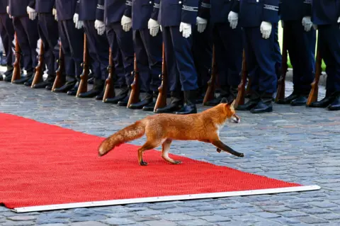 FILIP SINGER / EPA A wild fox runs by the honour guard lined up for the visit of the Mauritanian president to Bellevue Palace in Berlin.