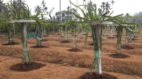 Cheradeep Ma A field of dragon fruit cactus. They are growing up concrete posts and around a ring of concrete at the top.