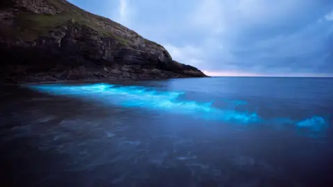 Lee McGrath Bioluminescent plankton at Dunraven Bay