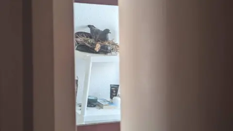 Mimmy Stranger A bird, on top of a white shelf, in a bathroom, that has made a nest, with twigs, feathers and leaves. Bottles and items are on the shelf below. Curtains are either side of the bird. 