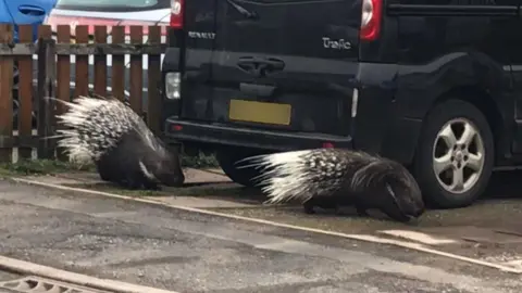 Keith Higham Porcupines