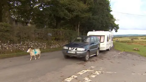 BBC Two sheep on the road next to moorland with a car and caravan passing them closely