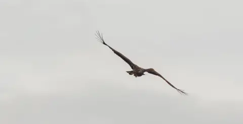 RSPB White-tail eagle