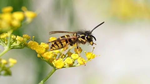 A close-up picture of a wasp, with its distinctive black and yellow striped body, balanced on a clump of yellow flowers. 