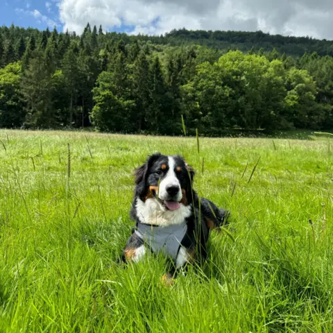 Yuliia Taravan Reina the dog sitting in a field