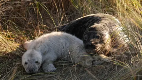 A pale grey seal pup and an adult seal lying in long grass. Both are staring at the camera.