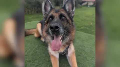 Thin Blue Paw Foundation A German Shepherd dog with a wide open mouth and its tongue hanging out. It's lying down on some grass and looking straight at the camera.