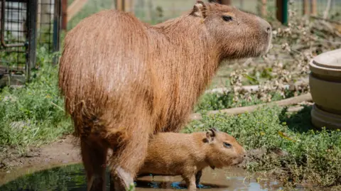 Tom Anders/Longleat A small Capybara is stood underneath its mother , which is much larger.
