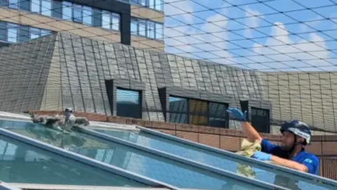 RSPCA A man attends to a trapped bird on a rooftop. It is stuck underneath a black net and glass roof.