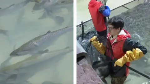 Split screen of salmon swimming in water and a man scooping fish into a net.