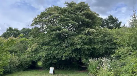 A large green tree. 