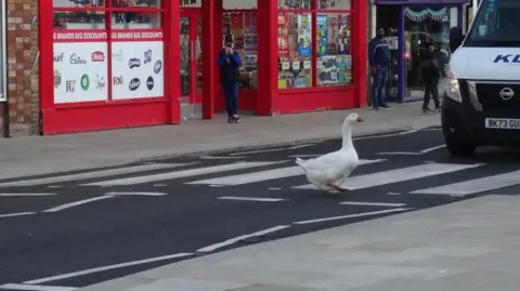 Charlie Bedford A white goose with an orange beak waddles across a zebra crossing with a dark blue car on the left and a white van on the right waiting for him to cross. Shops line the Broad Street in March and a person can be seen in a shop doorway holding a mobile phone to take a picture of the goose too.