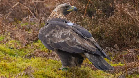 Phil Wilkinson A golden eagle viewed from behind looking off to the right in front of moorland