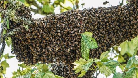 Thousands of bees in a hive on a tree branch 