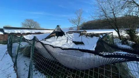 Cuan Wildlife Rescue Large amounts of snow is covering netting over a pool. Blue sky can be seen overhead with trees in the distance.
