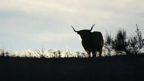 Mary Rodgers Highland cow with horns silhouetted against a light sky, standing on grassy ground.