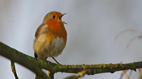 Neil Aldridge A robin perched on a branch with an orange chest.