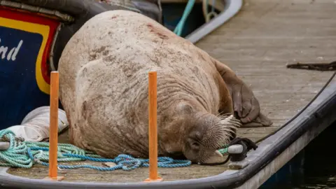 Kevin Lynch The walrus is a large, light brown animal. It is resting on a floating structure in the marina at Lossiemouth. The walrus has long tusks and whiskers. Part of the hull of a small dark blue boat is on the left of the animal.