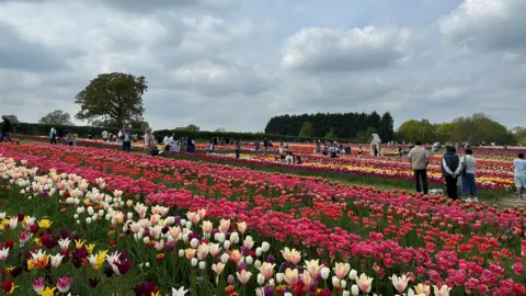 Rows and rows of colourful tulips with people standing in groups looking at them. Overhead, clouds make it an overcast day.