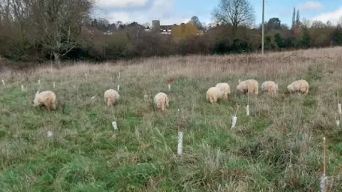 Maidstone Borough Council Eight sheep grazing in a field.