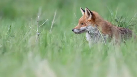 A fox, with orange and white fur, pictured in long grass. It is looking into the distance, off to the right of the picture.