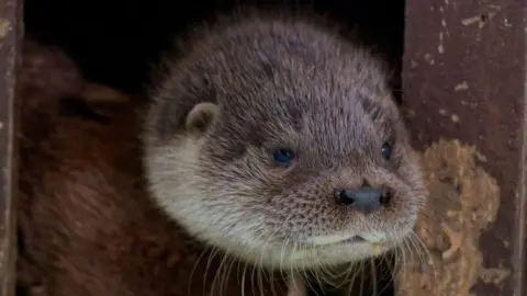 UK Wild Otter Trust Scratch, the brown otter, seen on top of a otter toy in a brown.