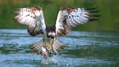 An osprey grabs a fish in its talons from Rutland Water.
