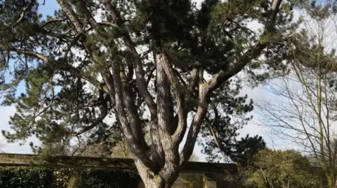 Oxford Botanic Garden, University of Oxford The original Black Pine in the Oxford Botanic Garden before its felling in 2014. One of the Garden's walls can be seen behind it. It is a sunny day.