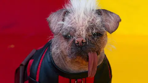 Reuters Pugese dog Peggy, with her tongue hanging out, wears a black and red superhero costume