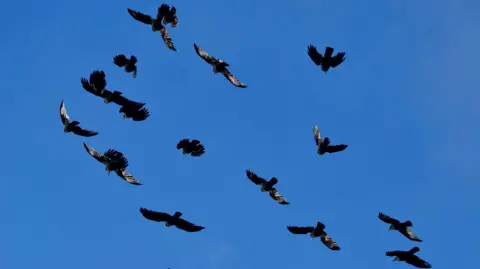 Peter Hall A group of Choughs flying in the blue sky.