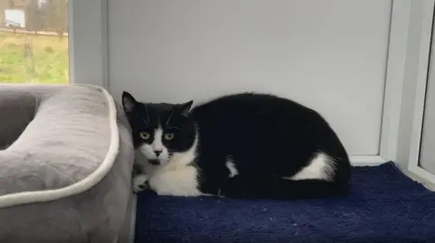 BBC/ Eve Kennedy A black and white cat curls up on a piece of blue carpet.