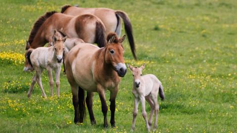 Przewalski’s horses in a green field with yellow flowers. There are three adult horses and three foals. Some can be seen grazing on the grass.