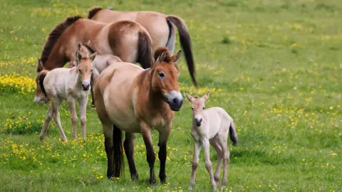 Hampshire's Marwell Zoo welcomes birth of Przewalski horse foals