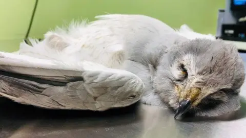 PA Wire / RSPB / Ruth Tingay A dead Hen Harrier with grey and white feathers and a dark coloured beak is laid out on a metal table.