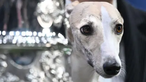 Getty Images  Miuccia, a whippet, poses beside the trophy after winning the title for the "Best In Show" at the Crufts dog show in Birmingham, England on 9/3/2025.