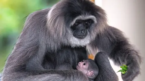 A silvery gibbon holds its baby in her right hand and some green stalks in the left