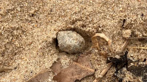 Northern Beaches Council A small grey ball in sand
