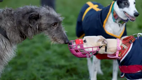 Reuters Three dogs standing in a field. Two have coats on. One has a pink muzzle on.