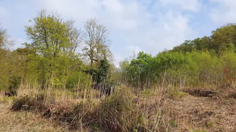 A picture of Woolbrough Fen. There is a number of trees and bushes in the area. The trees are green and brown in colour. There is grass that has turned brown at the bottom of the image.