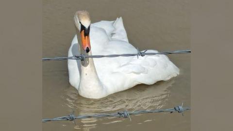 A swan next to some barbed wire