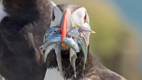 Getty Images Seekor burung puffin dengan paruh penuh ikan