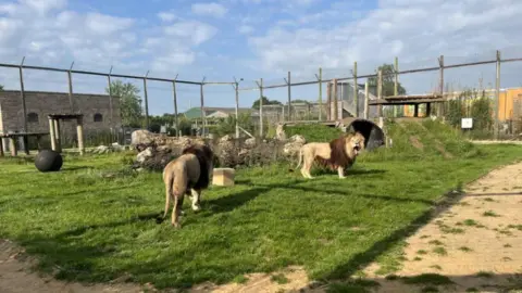 Two lions in an enclosure surrounded by tall fencing. It has climbing structures, logs and a tunnel inside. One lion faces away, while the other faces forward and is yawning with its mouth open. The sky is blue with light clouds.