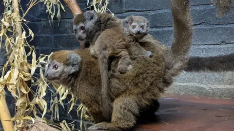 London Zoo Alaotran Gentle Lemurs Hazo (kiri) dengan Rocky (tengah) dengan bayi mereka (kanan) di punggungnya