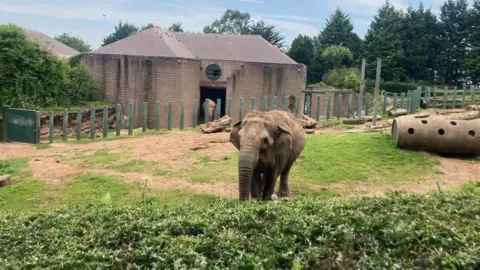 A grey Asian elephant stands in an enclosure in Belfast Zoo. It is in a grassy field with bushes. Behind the elephant another grey elephant can be seen coming out of a grey building.