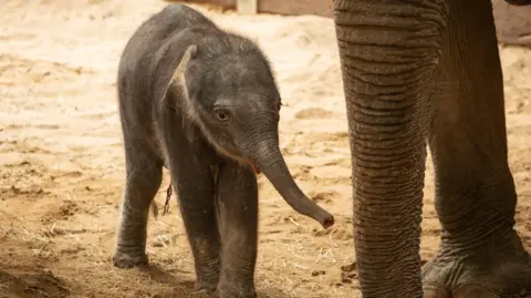 ZSL A baby elephant, walking by another elephant, in an enclosure that has mud and straw on the floor. Its trunk is slightly raised. 